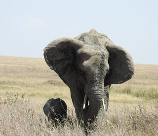 matriarch-hill-safari-elephantie.JPG