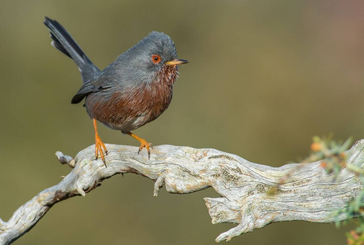 Dartford Warbler Shutterstock 1036471738