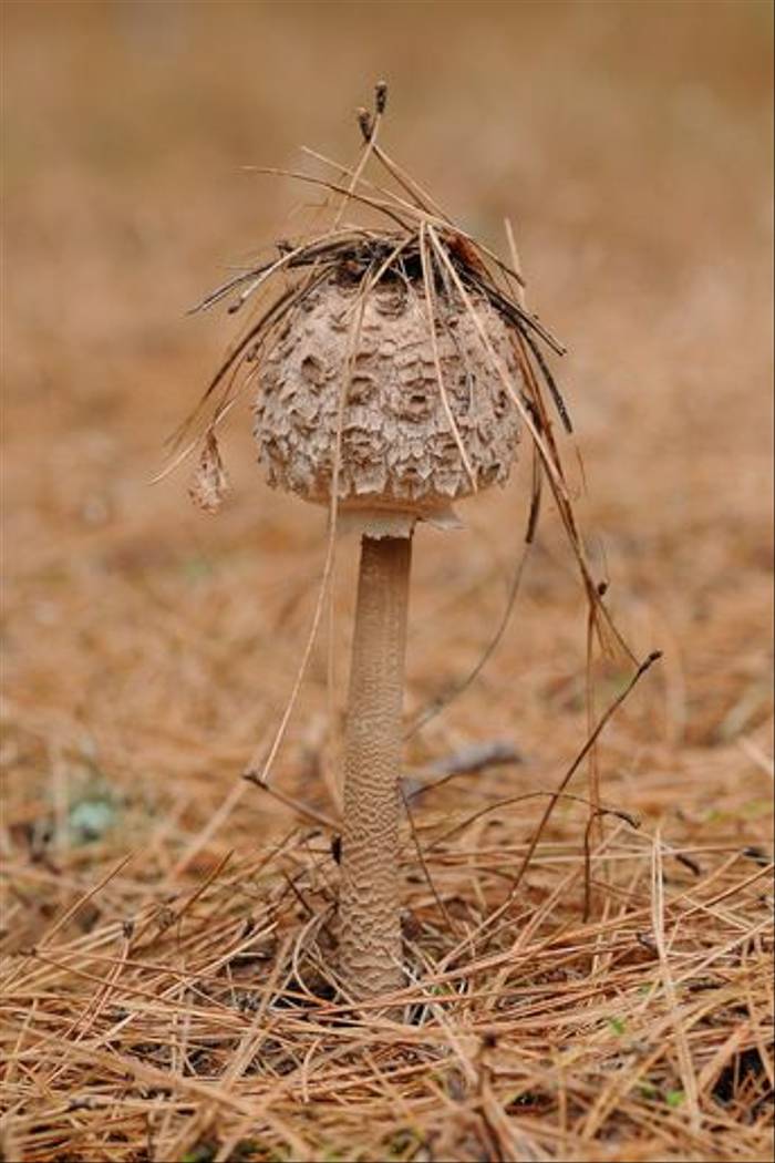 Parasol Mushroom, <i>Lepiota procera</i> (David Morris)