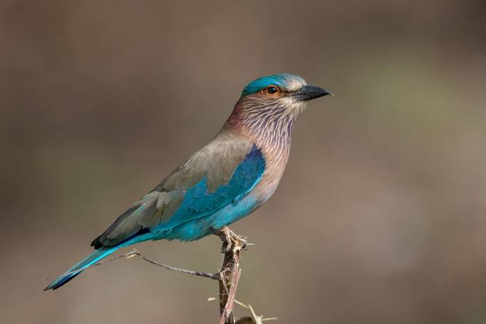 Indian Roller