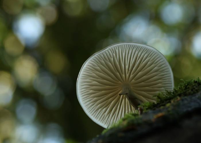 Porcelain Fungus