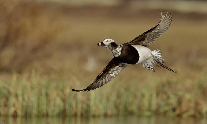 Long-tailed Duck (Dave Jackson)