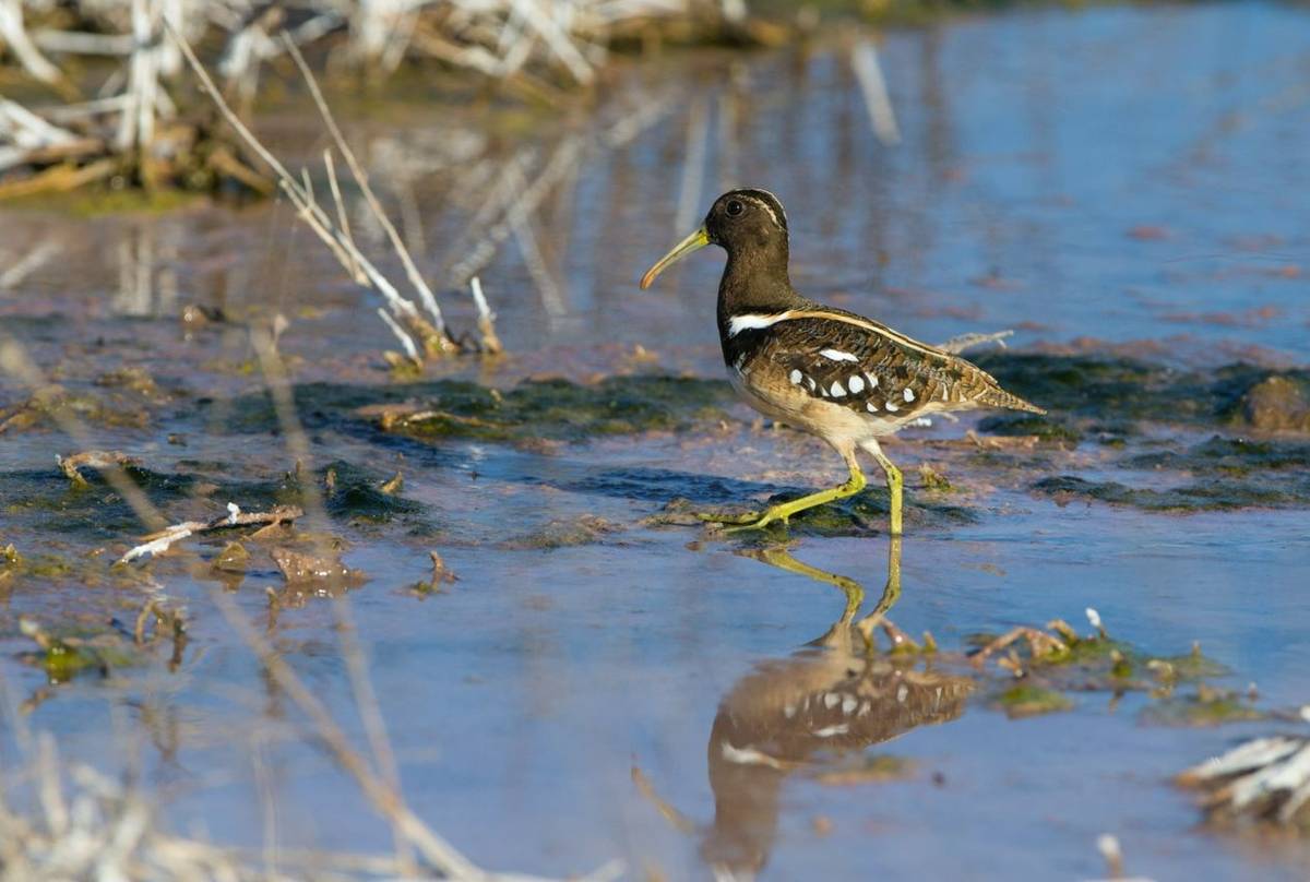 South Am Painted Snipe