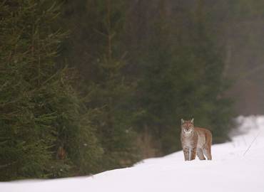 Estonia's Mammals - A Eurasian Lynx Special