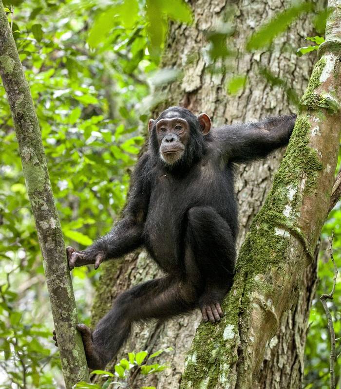 Chimpanzee, Uganda shutterstock_410991307.jpg