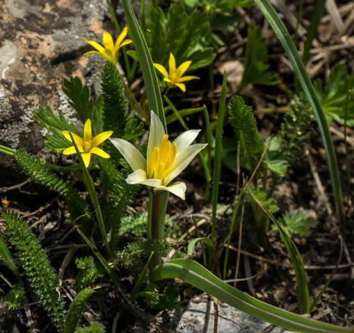 Tulipa dubia © Russell Scott