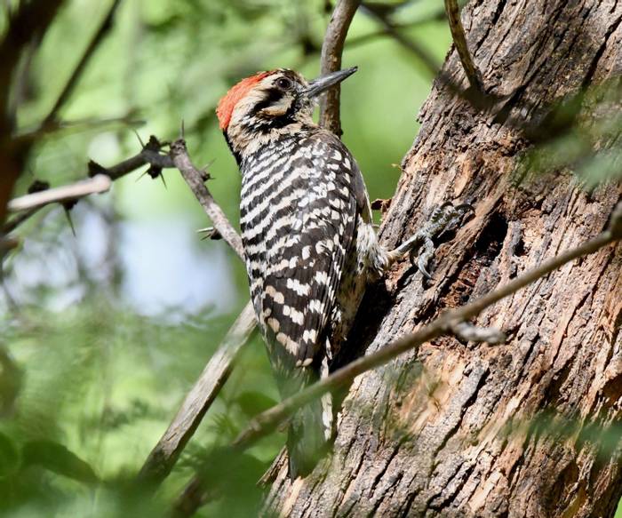 Ladder-backed Woodpecker.jpg