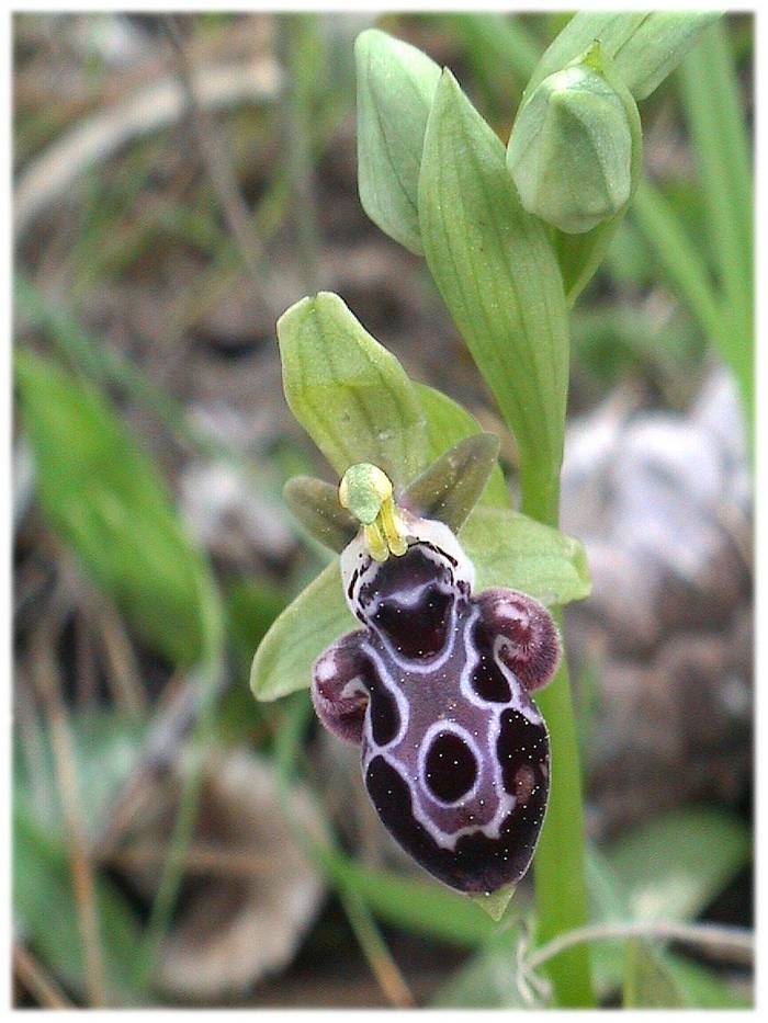 Ophrys kotschyi (Jenny Wilsher)