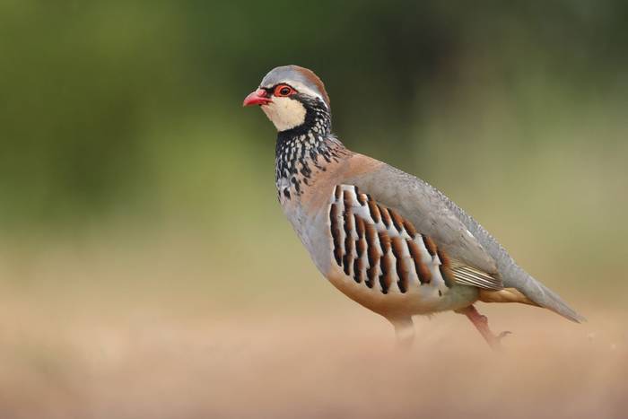 Red-legged Partridge, Spain (Wild Watching Spain).jpg