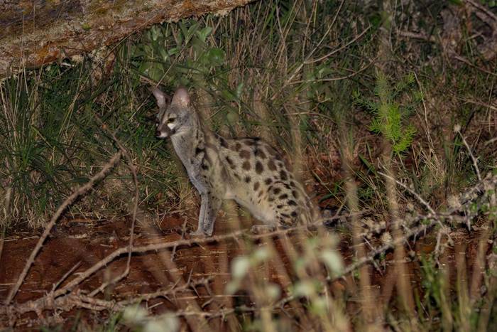 Large-spotted Genet © Carole and David Clarke, February 2026 tour