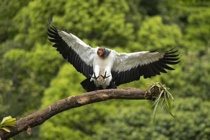 King Vulture © Oliver Smart, April 2026 tour