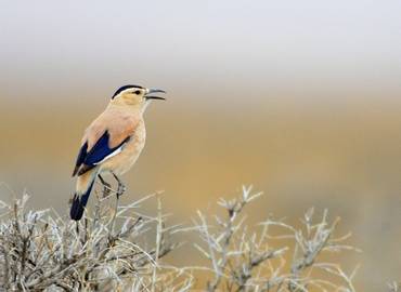Mongolia - Birding in the Steppes of Genghis Khan