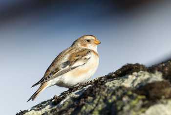 Snow Bunting shutterstock_181647956.jpg