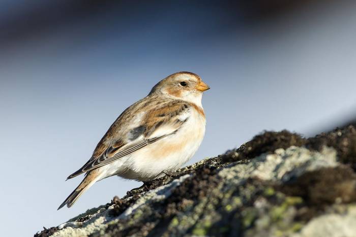 Snow Bunting shutterstock_181647956.jpg