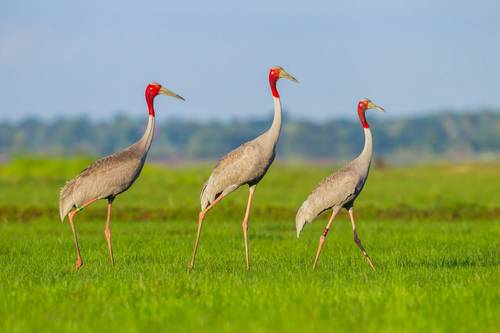 The Best of Cambodia - Birds, Mammals & Temples - Naturetrek