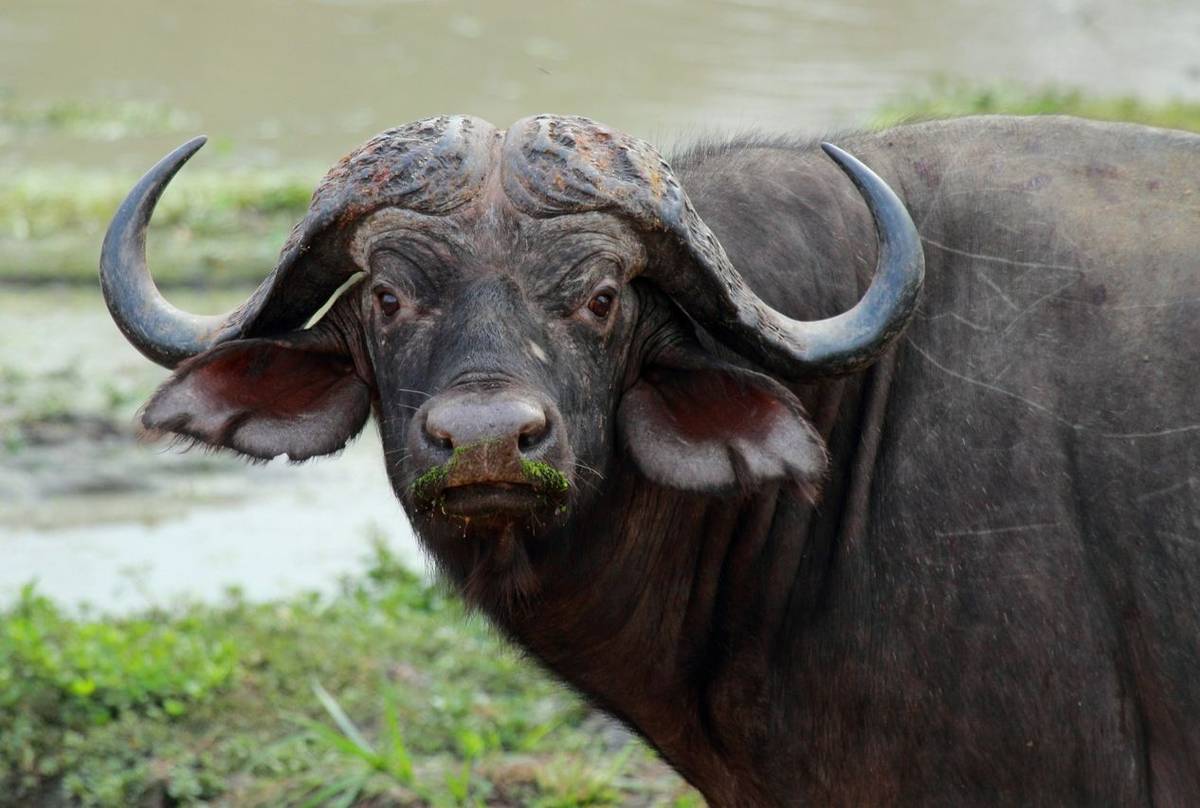 Buffalo (Nick Scarle)