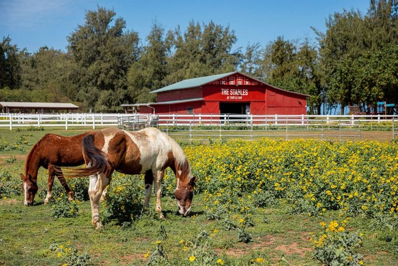 Turtle Bay Resort stables.jpeg