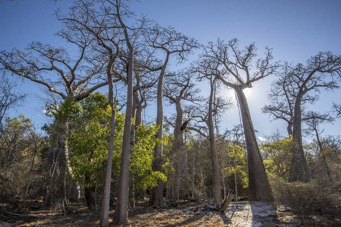 Baobabs, Anjajavy le Lodge (1).jpg