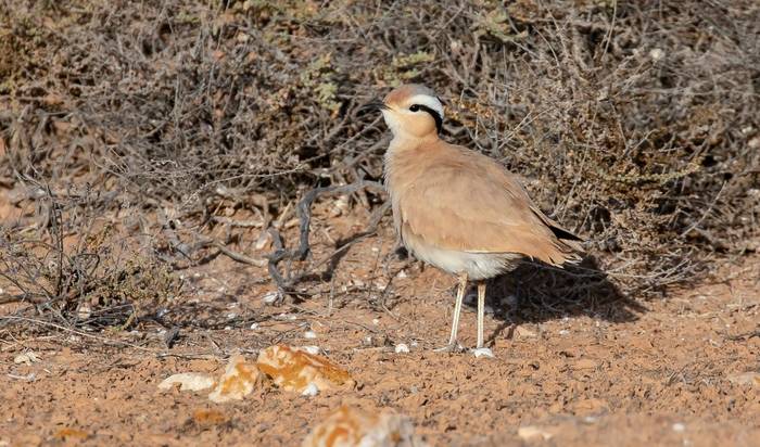 Cream-coloured Courser, Fuerteventura © Brian Small.jpg