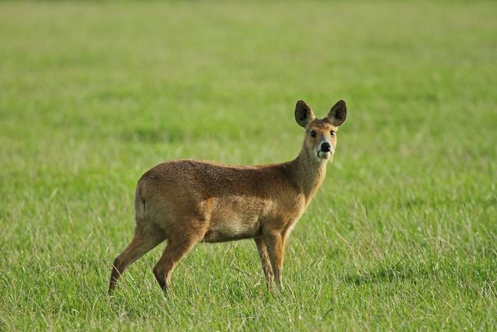 Chinese Water Deer shutterstock_794930872.jpg