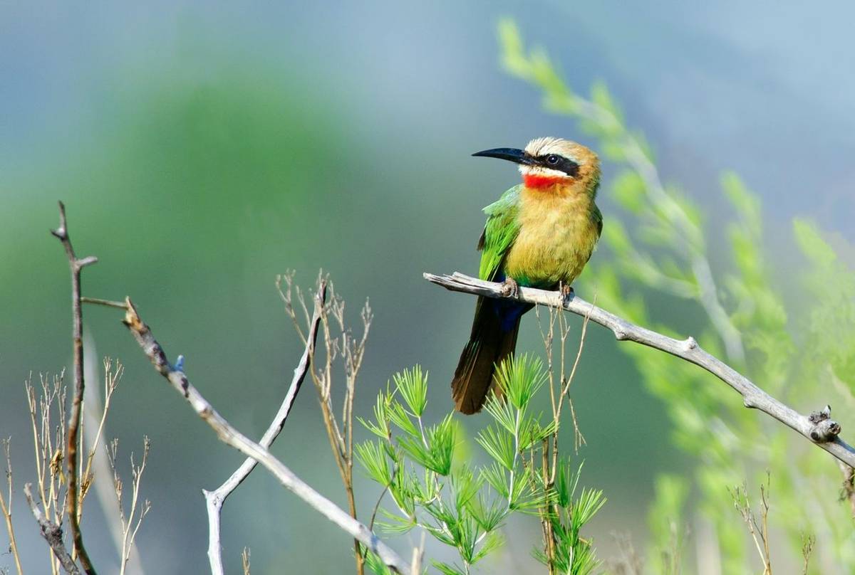 White Fronted Bee Eater Shutterstock 117919150