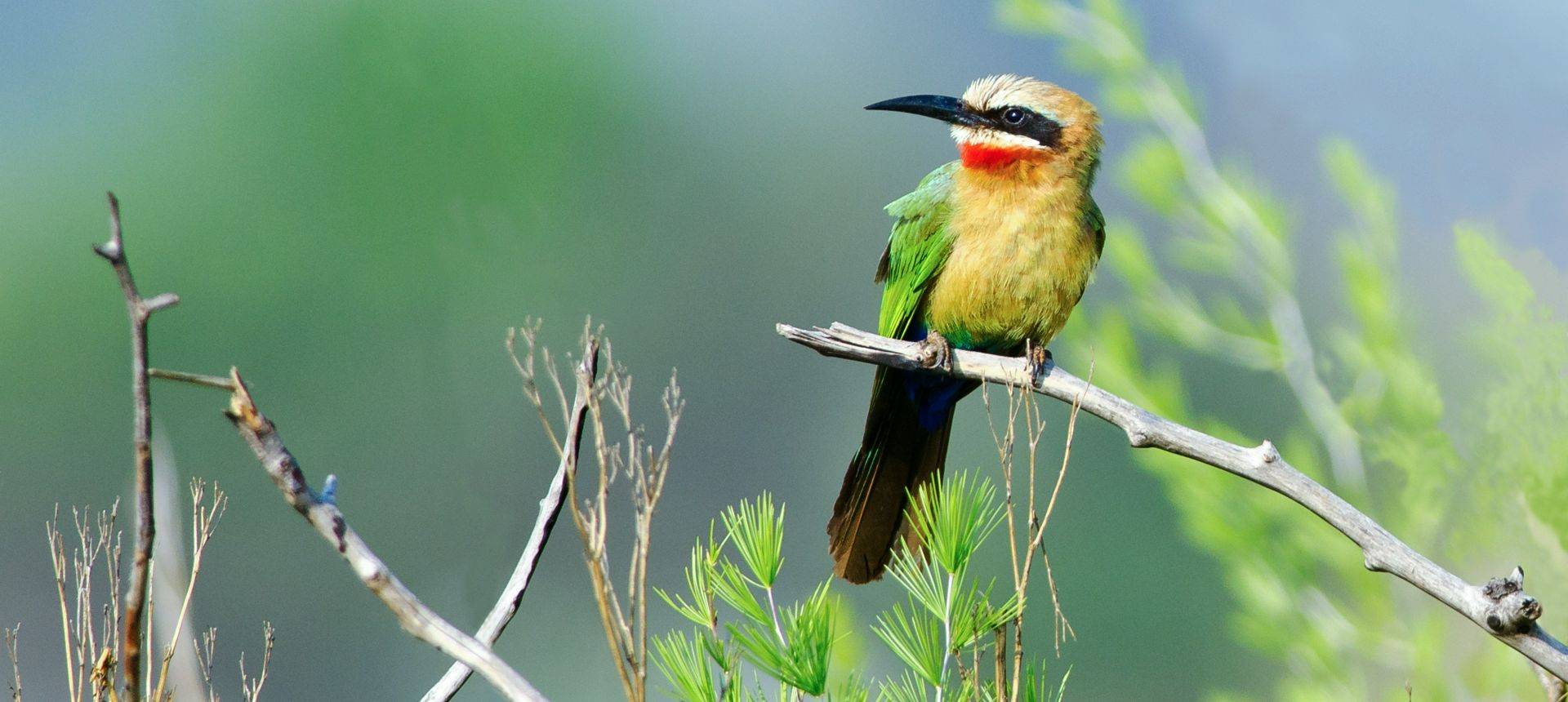 White Fronted Bee Eater Shutterstock 117919150