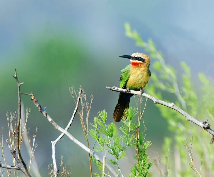 White Fronted Bee Eater Shutterstock 117919150