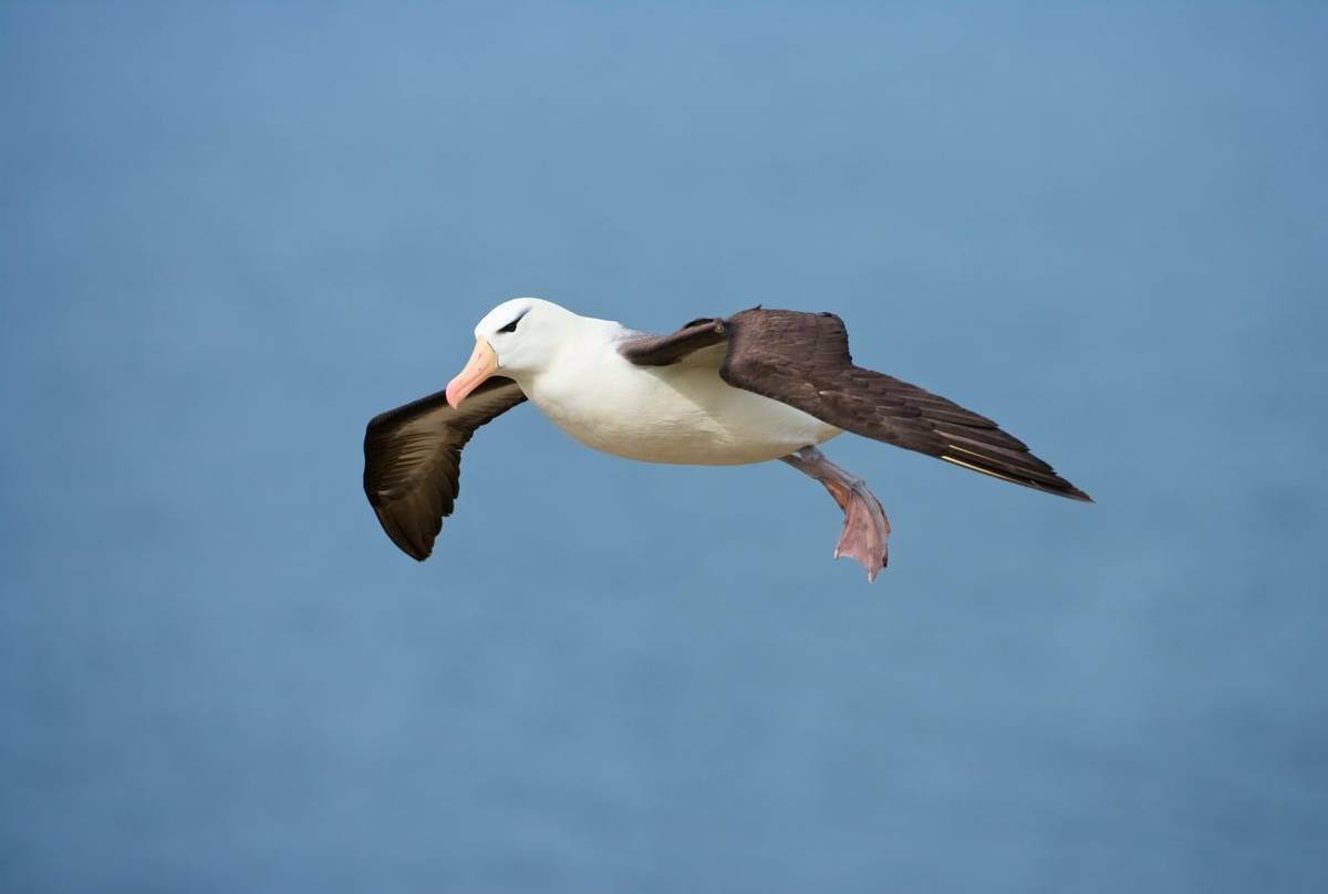 Black Browed Albatross, Falkland Islands Shutterstock 1017090709