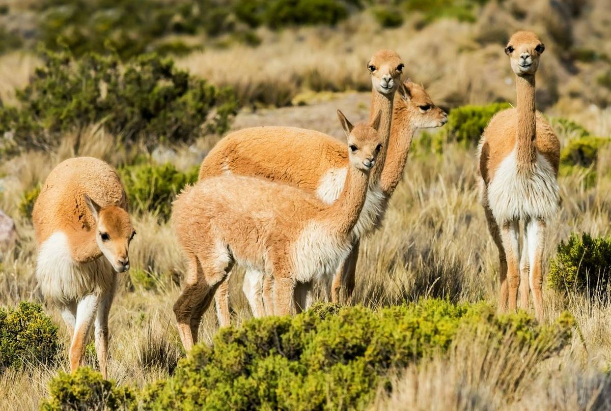 Vicuna