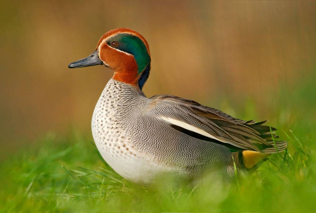 Eurasian Teal shutterstock_1024451875.jpg