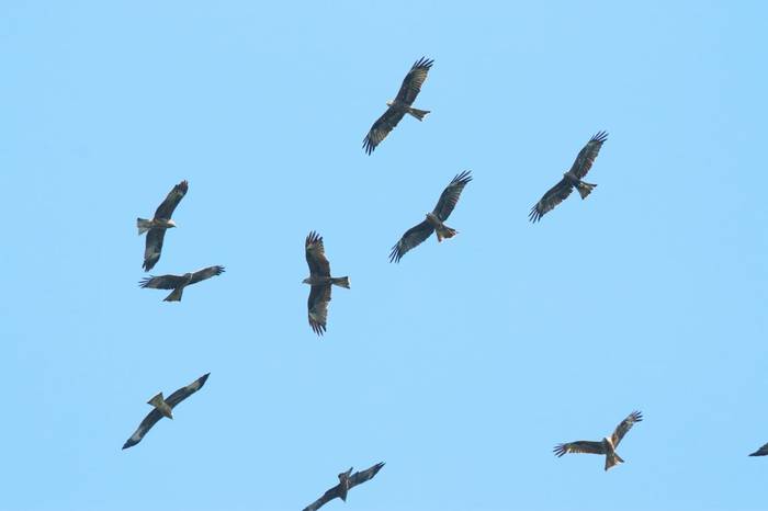 Black Kites (Wim Bovens)