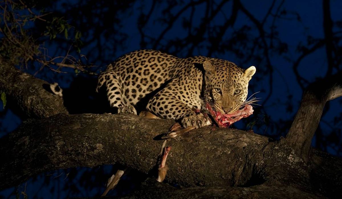 Writing Competition: South Africa – Just Cats!