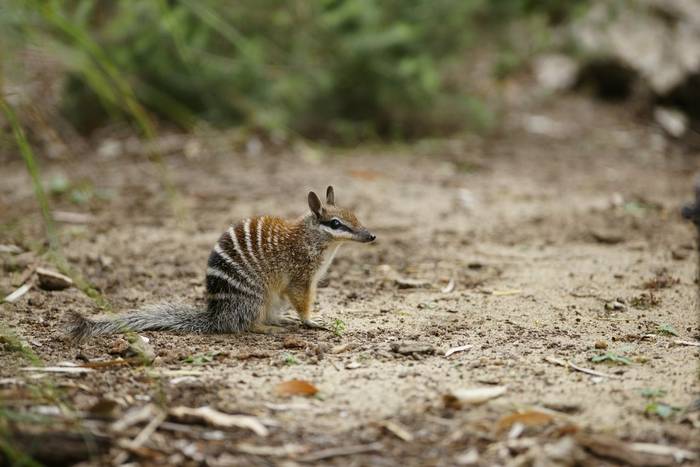 Numbat, Australia shutterstock_72221923.jpg