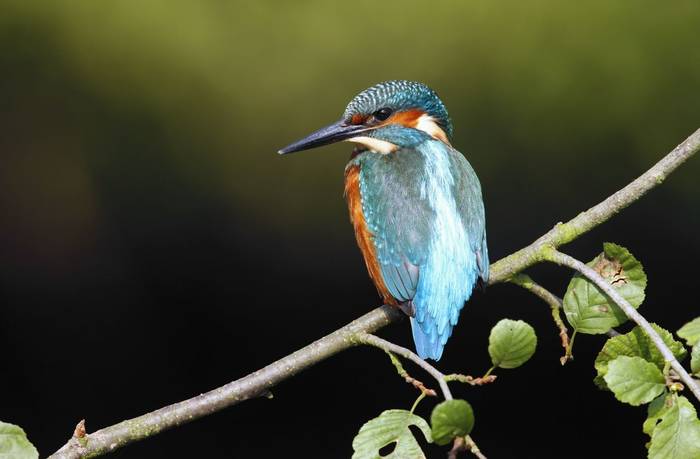Kingfisher-,-UK-shutterstock_156115376.jpg