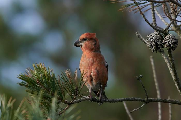 Parrot crossbill (Loxia pytyopsittacus) shutterstock_1017047686.jpg