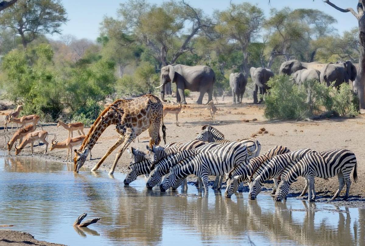 Kruger National Park, Talamati Waterhole  Shutterstock 780476683