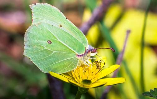 Guided Wildlife Watching in the Shropshire Hills 