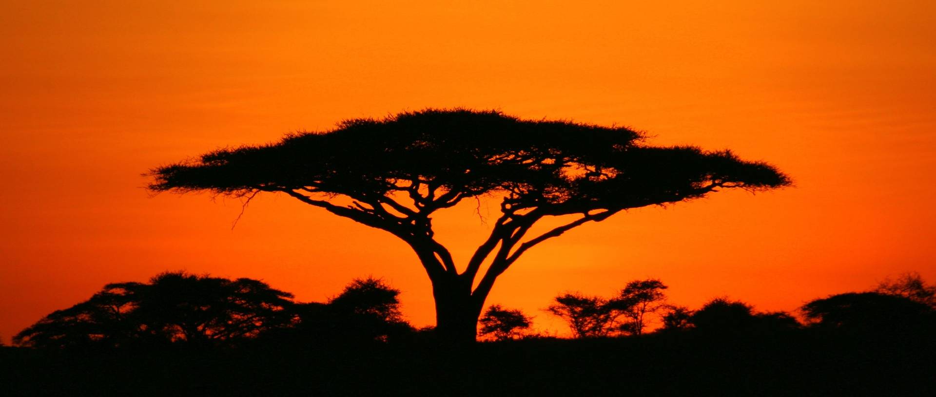 Sunset In The Serengeti