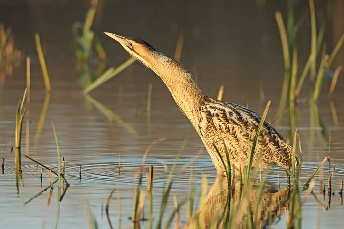 Bittern