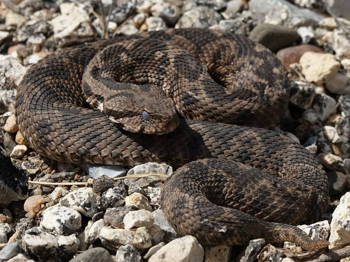 Ottoman Viper (Montivipera xanthina) © Pieter Bouma, May 2025 tour