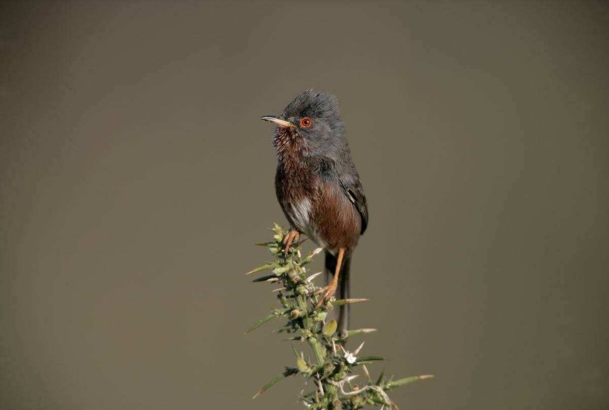 Dartford warbler shutterstock_160095431.jpg