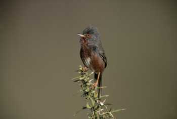 Dartford warbler shutterstock_160095431.jpg