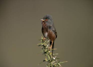 The Great British Bird Race - Dorset