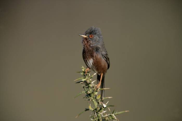Dartford warbler shutterstock_160095431.jpg