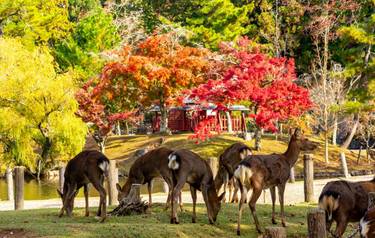 Wild deer in Nara park in autumn, Japan