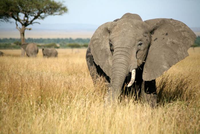 African Elephant, Masai Mara, Kenya (Paul Banton)