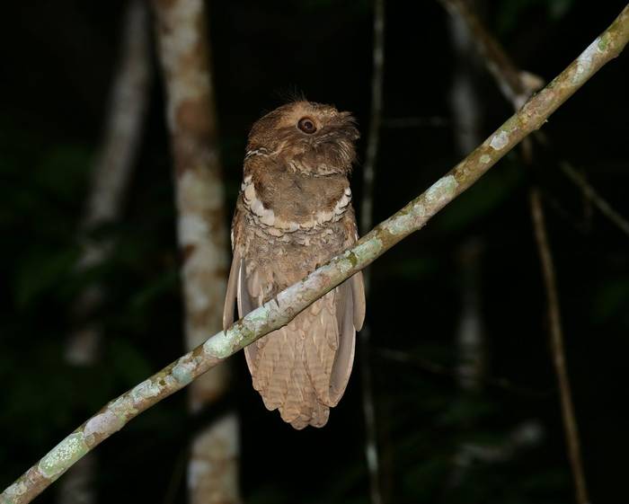 Philippine Frogmouth (Bohol)