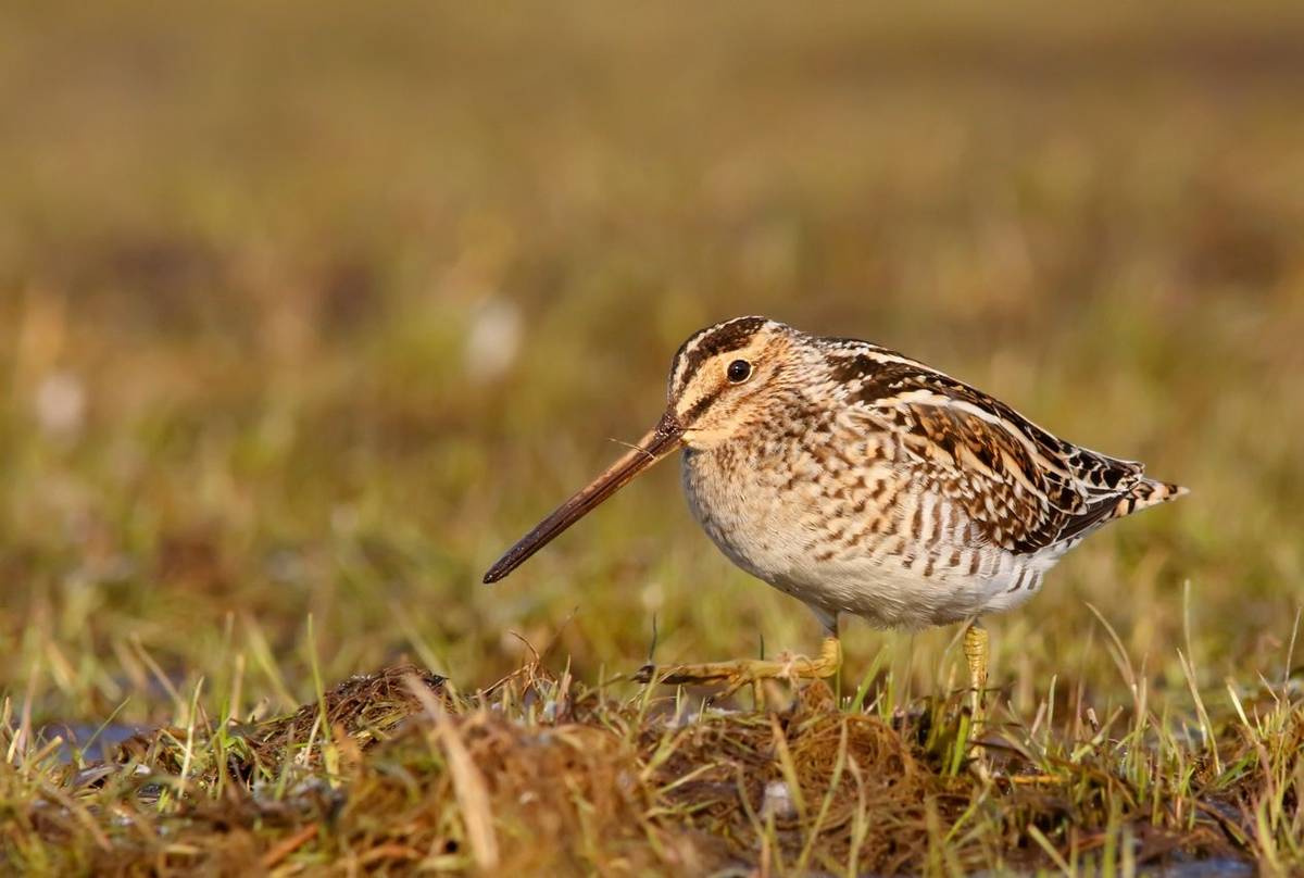 Common Snipe