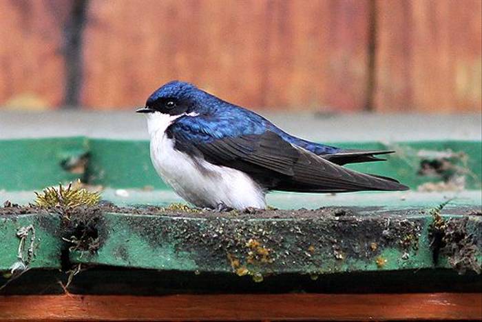 Blue and white Swallow (Robert Davidson)