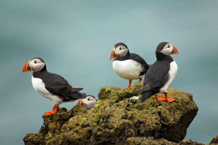 Puffins